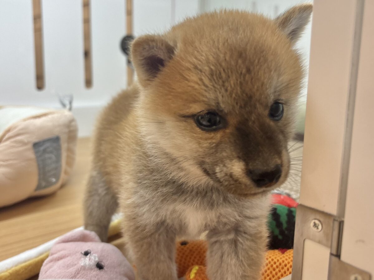 柴犬