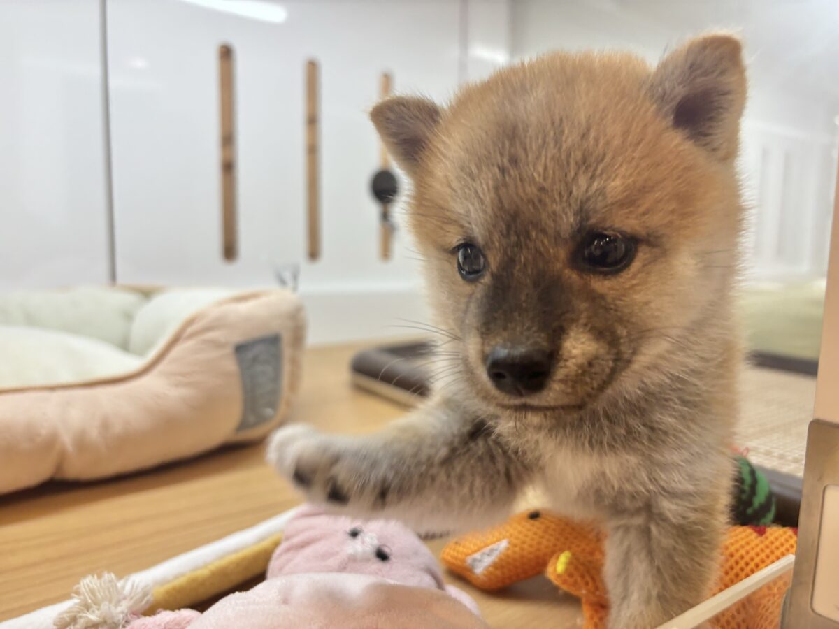 柴犬