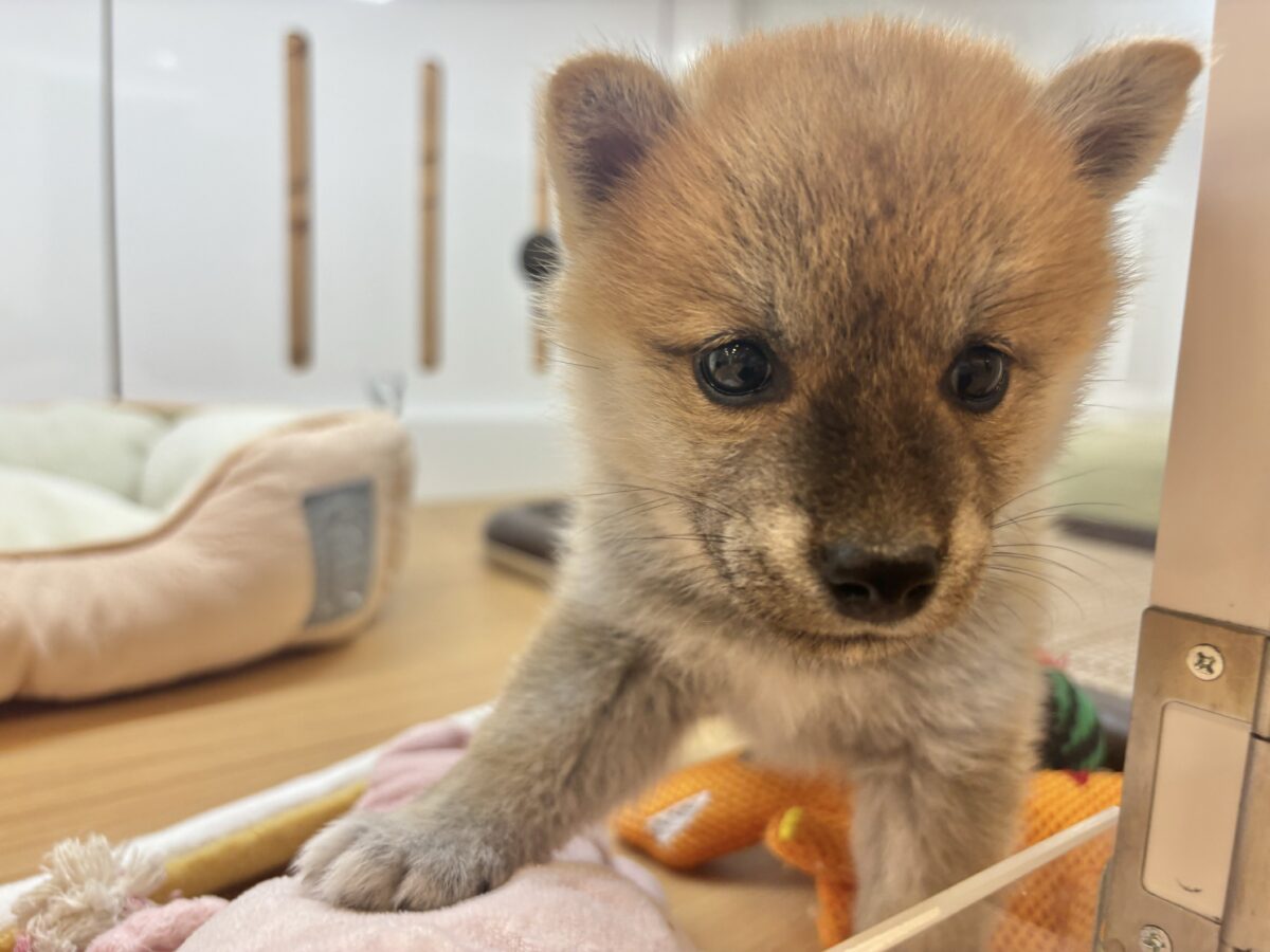 柴犬