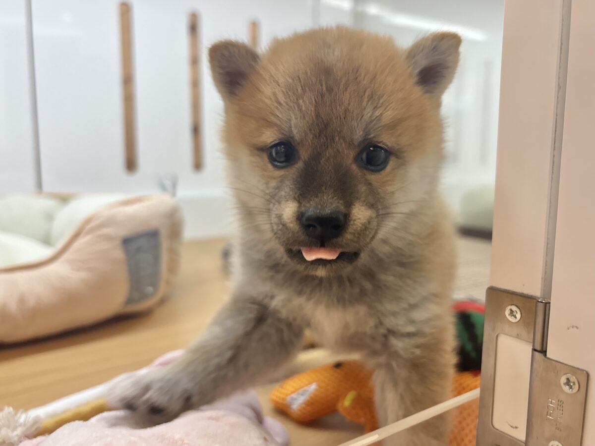 柴犬