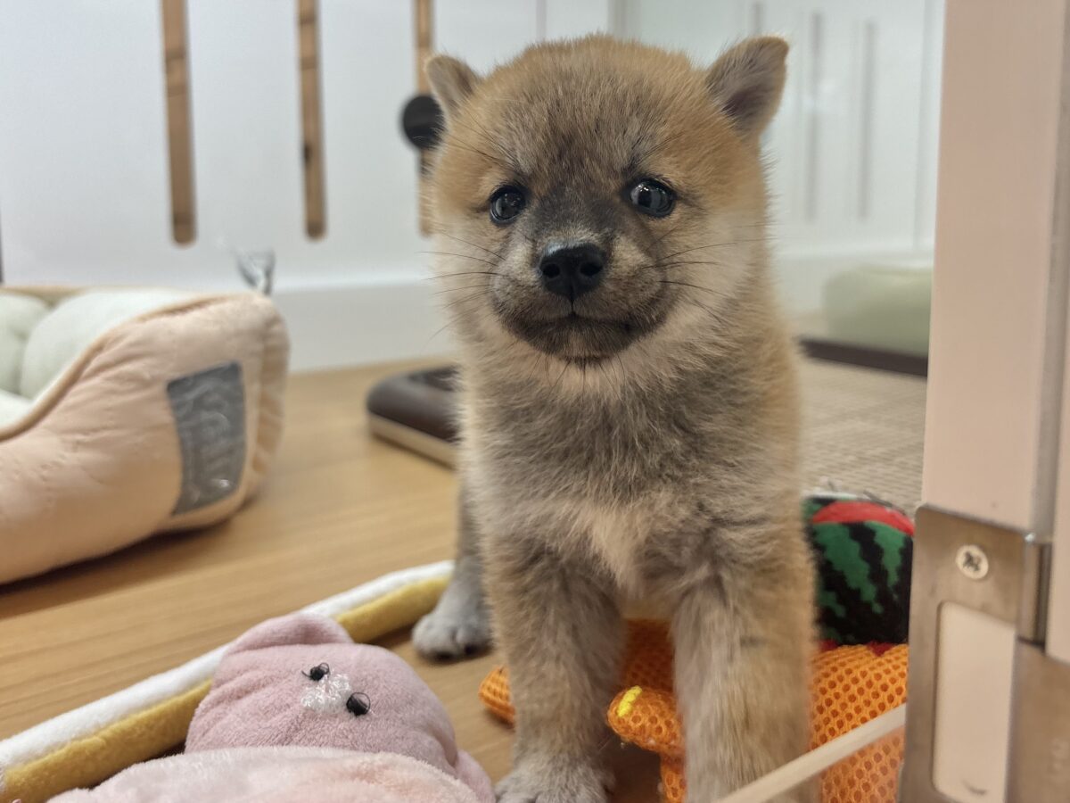 柴犬