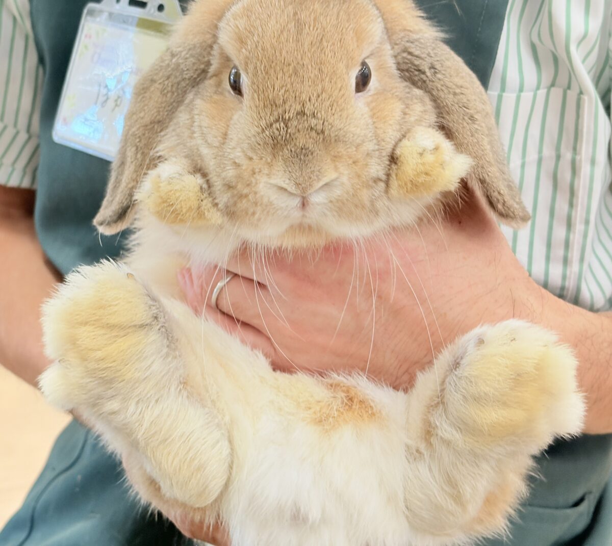 ホーランドロップ