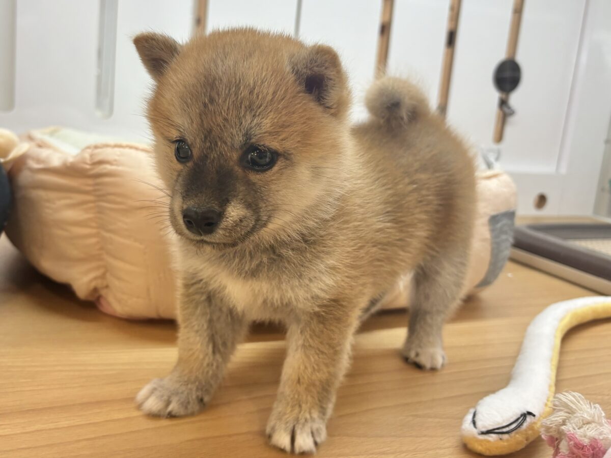 柴犬