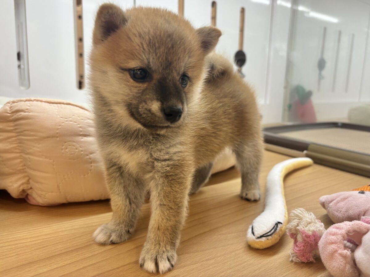 柴犬