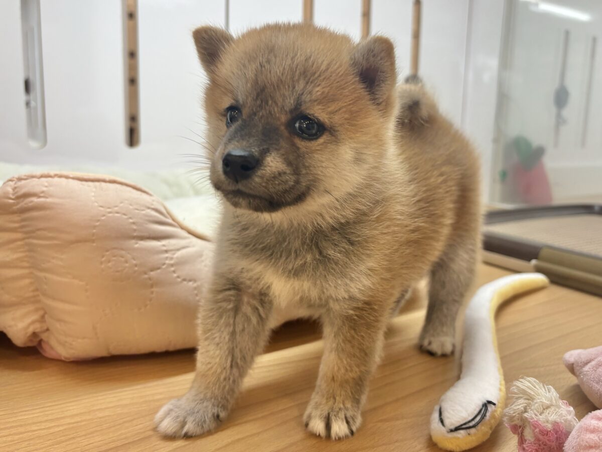 柴犬