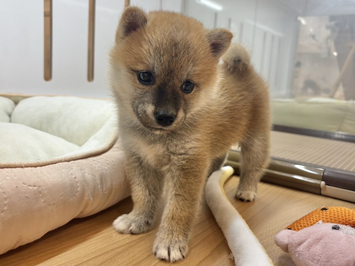 柴犬
