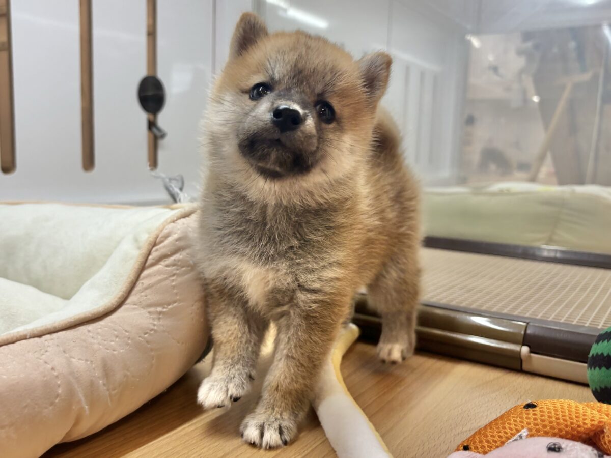 柴犬