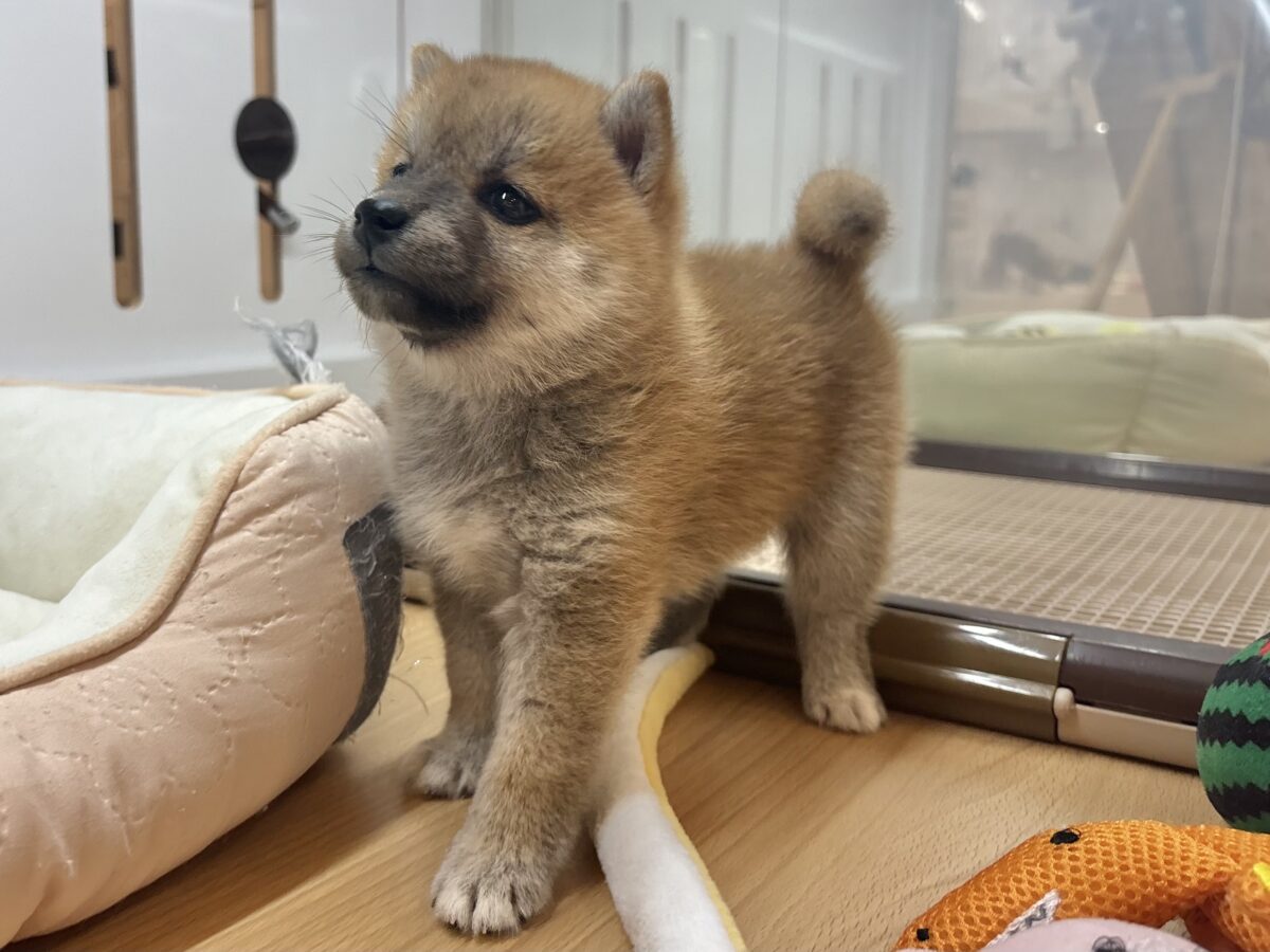 柴犬