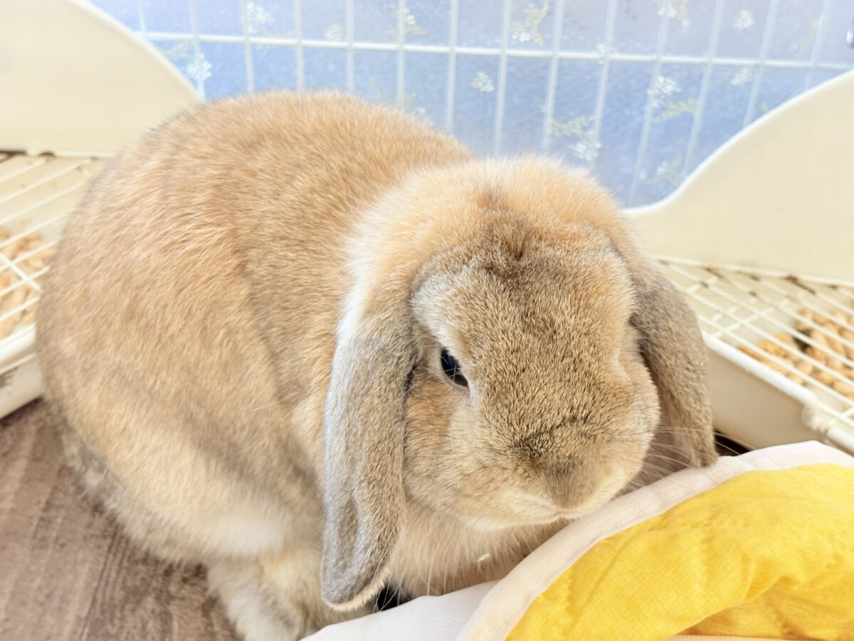ホーランドロップ
