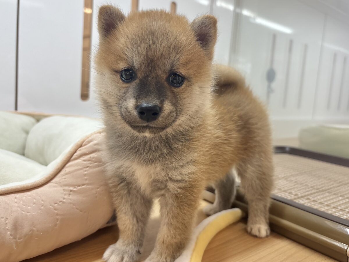 ん？あたちって可愛い♡？柴犬ちゃん！