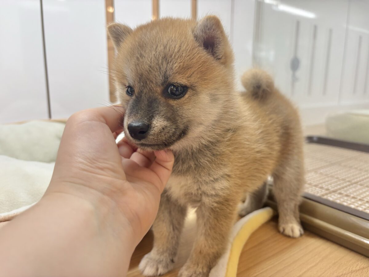 柴犬
