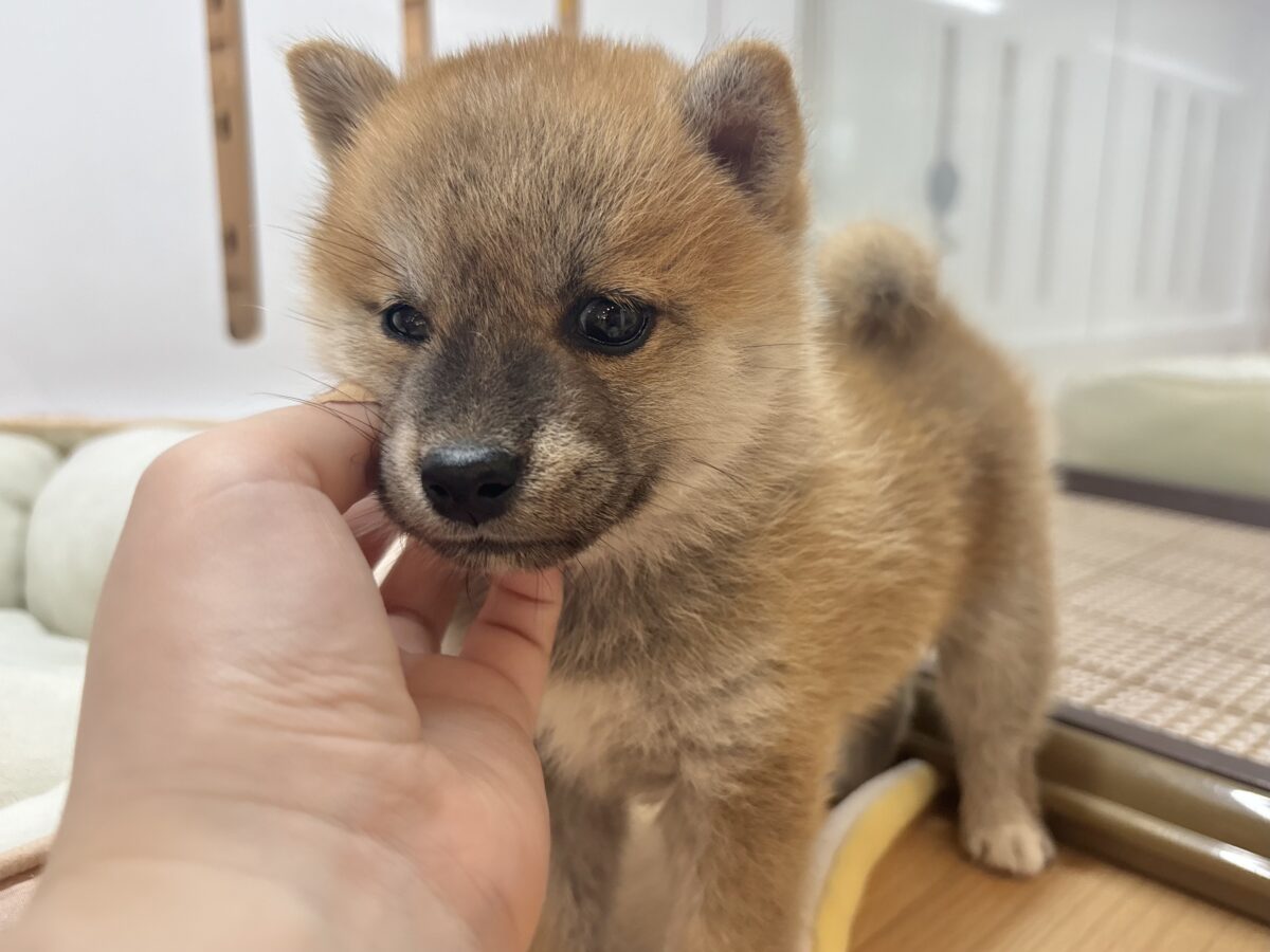 柴犬