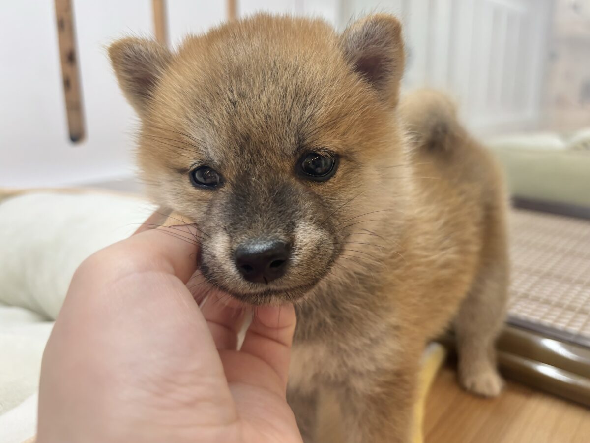 柴犬