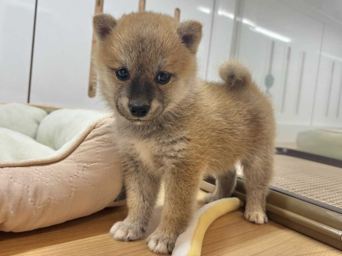 柴犬