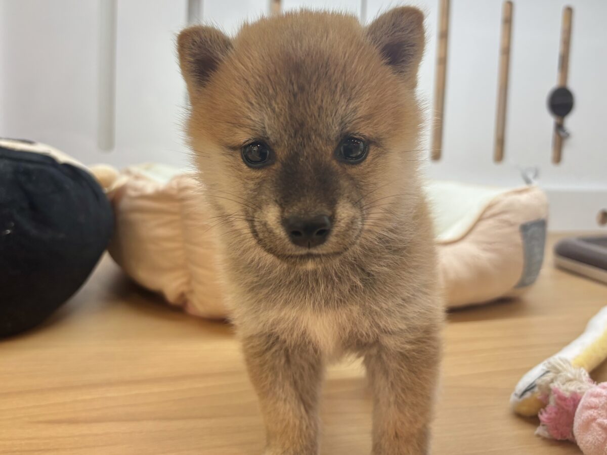 柴犬
