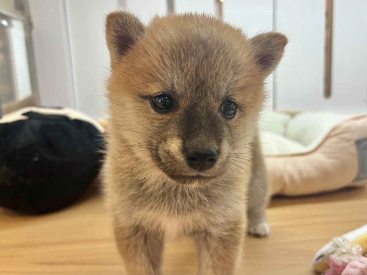 柴犬