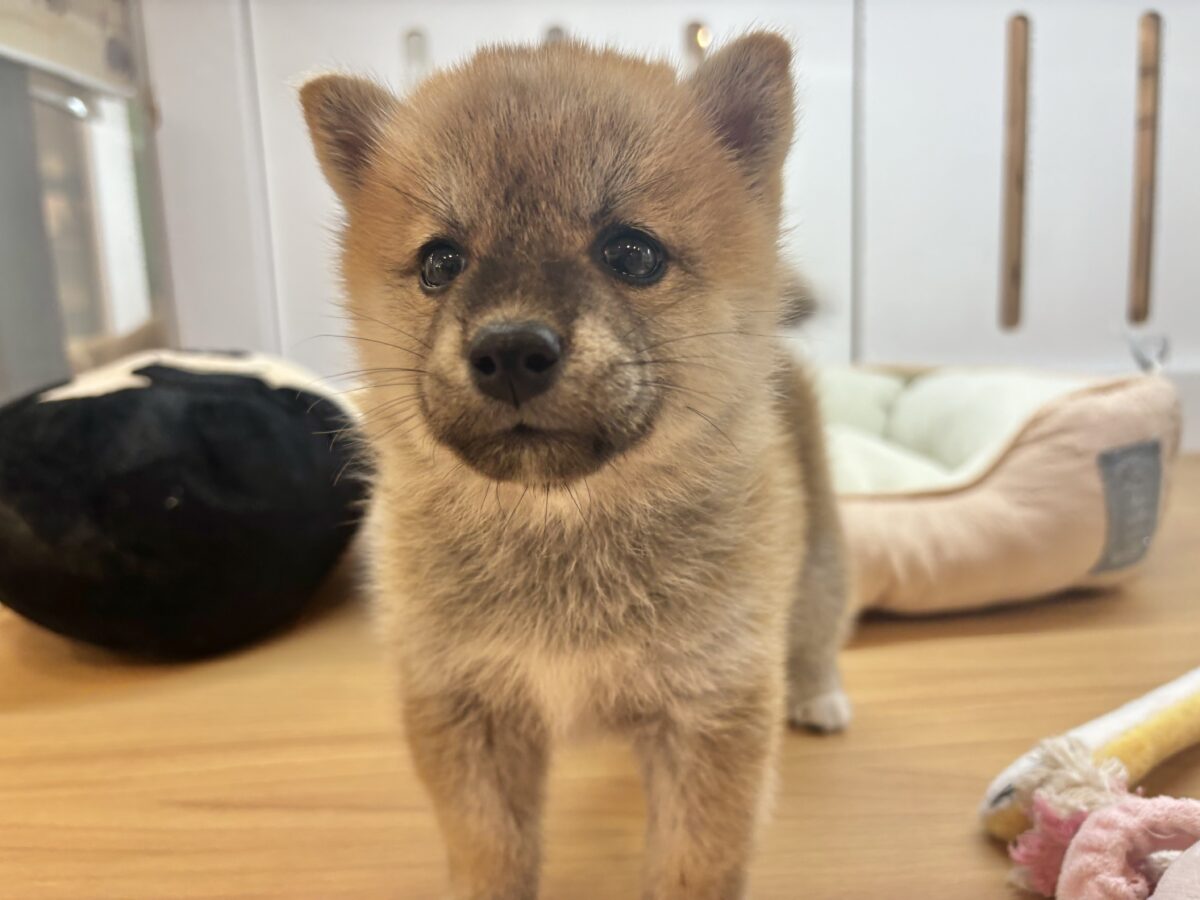 柴犬