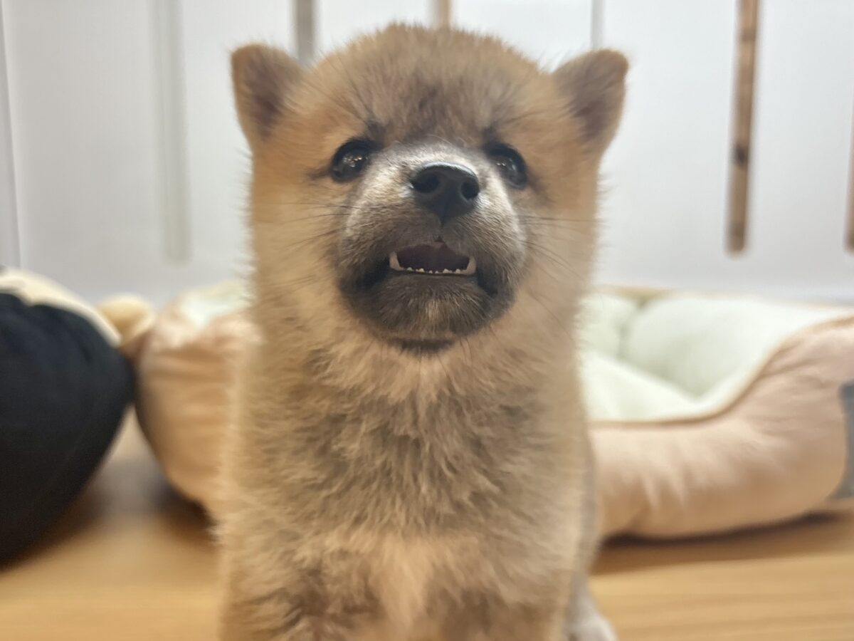 柴犬