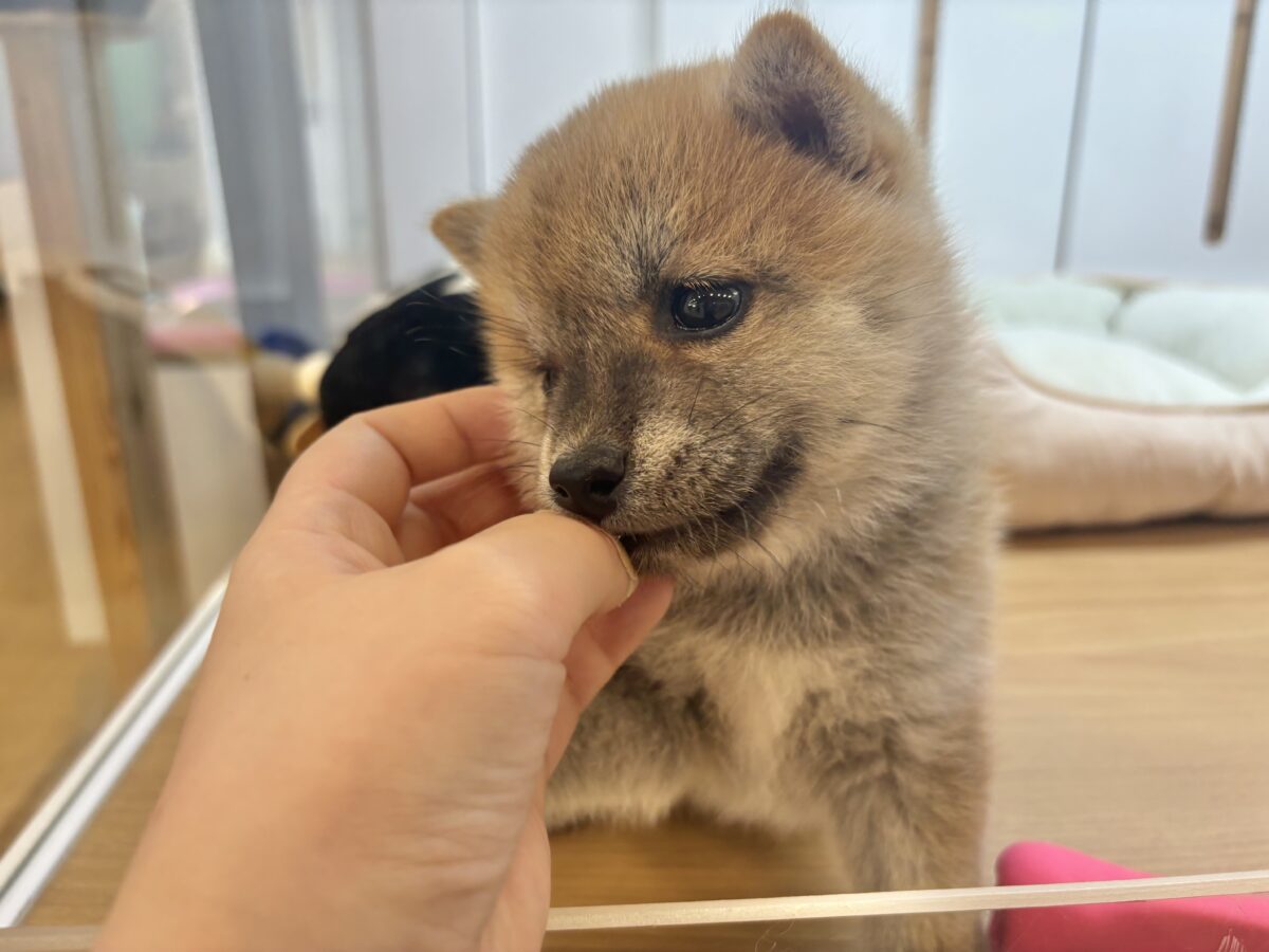 柴犬