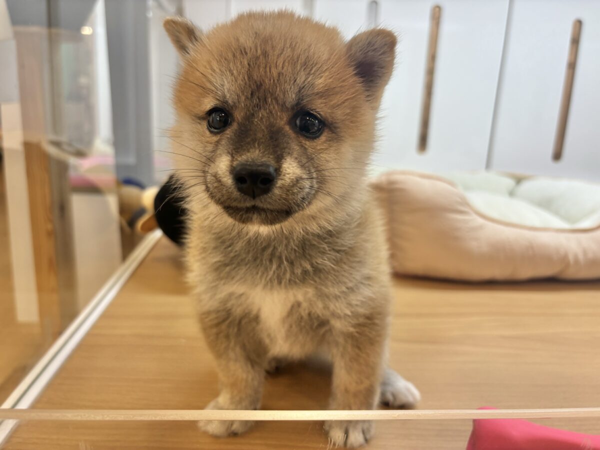 柴犬
