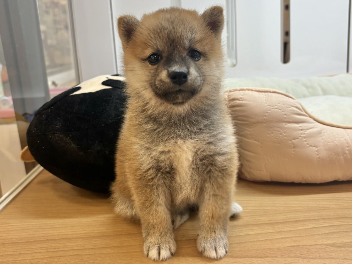柴犬