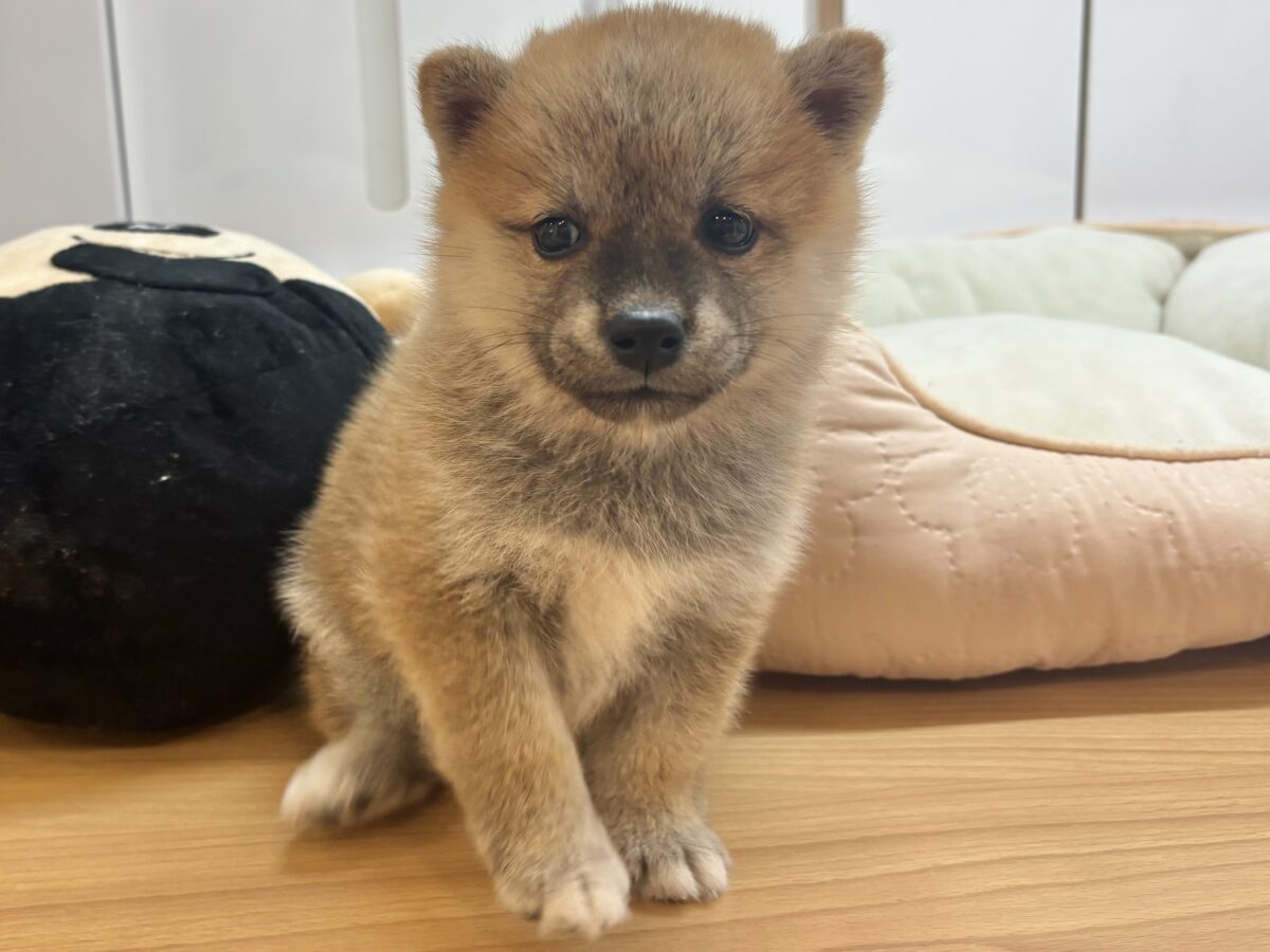 柴犬