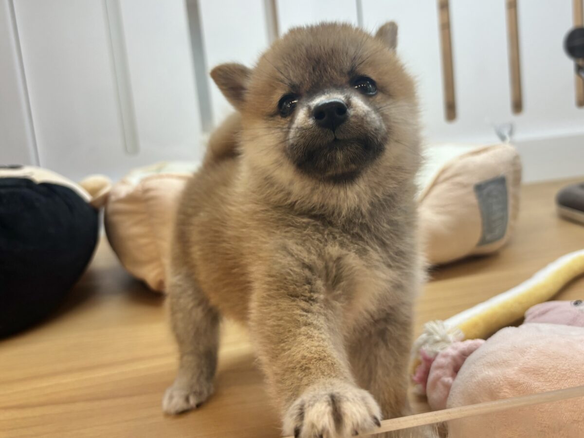 柴犬