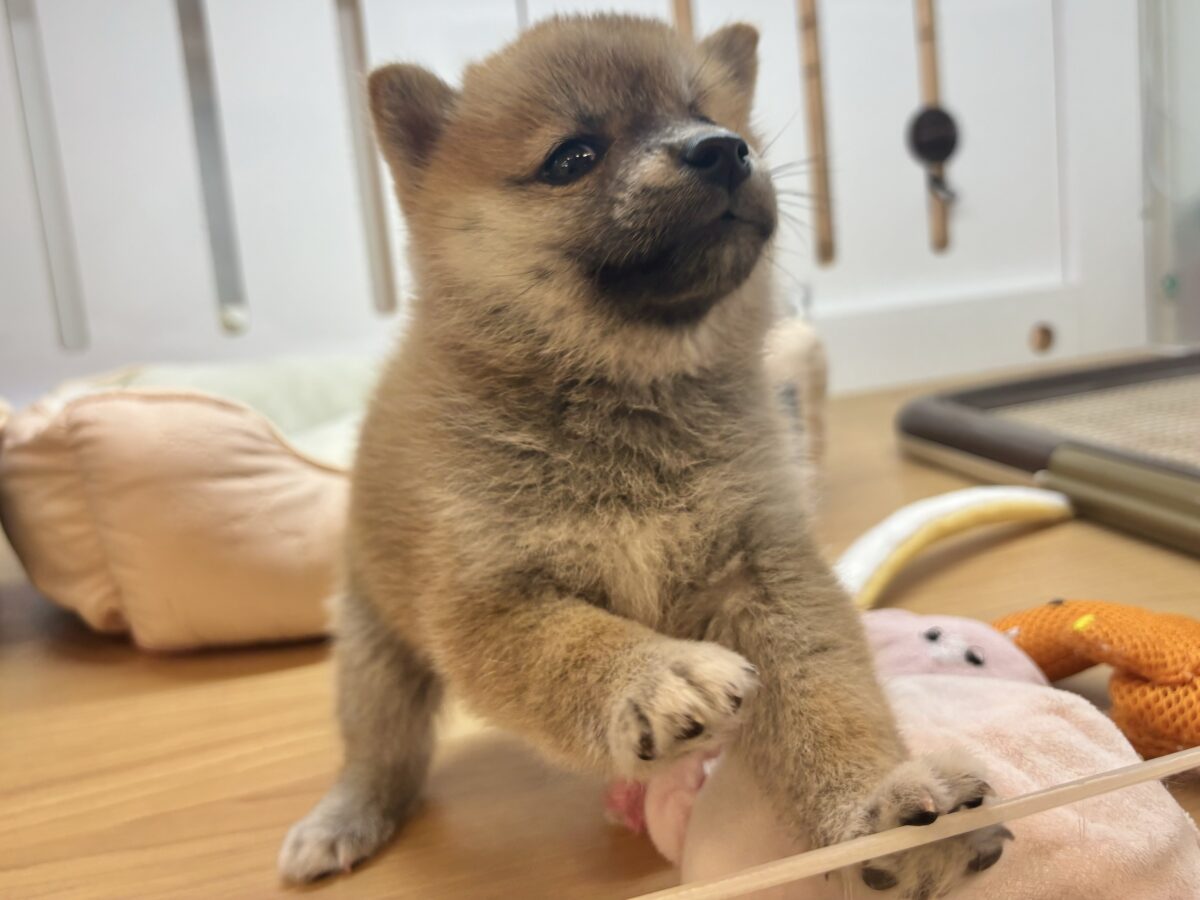 柴犬