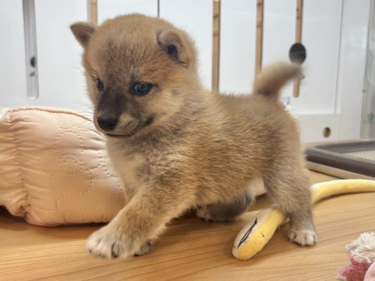 柴犬
