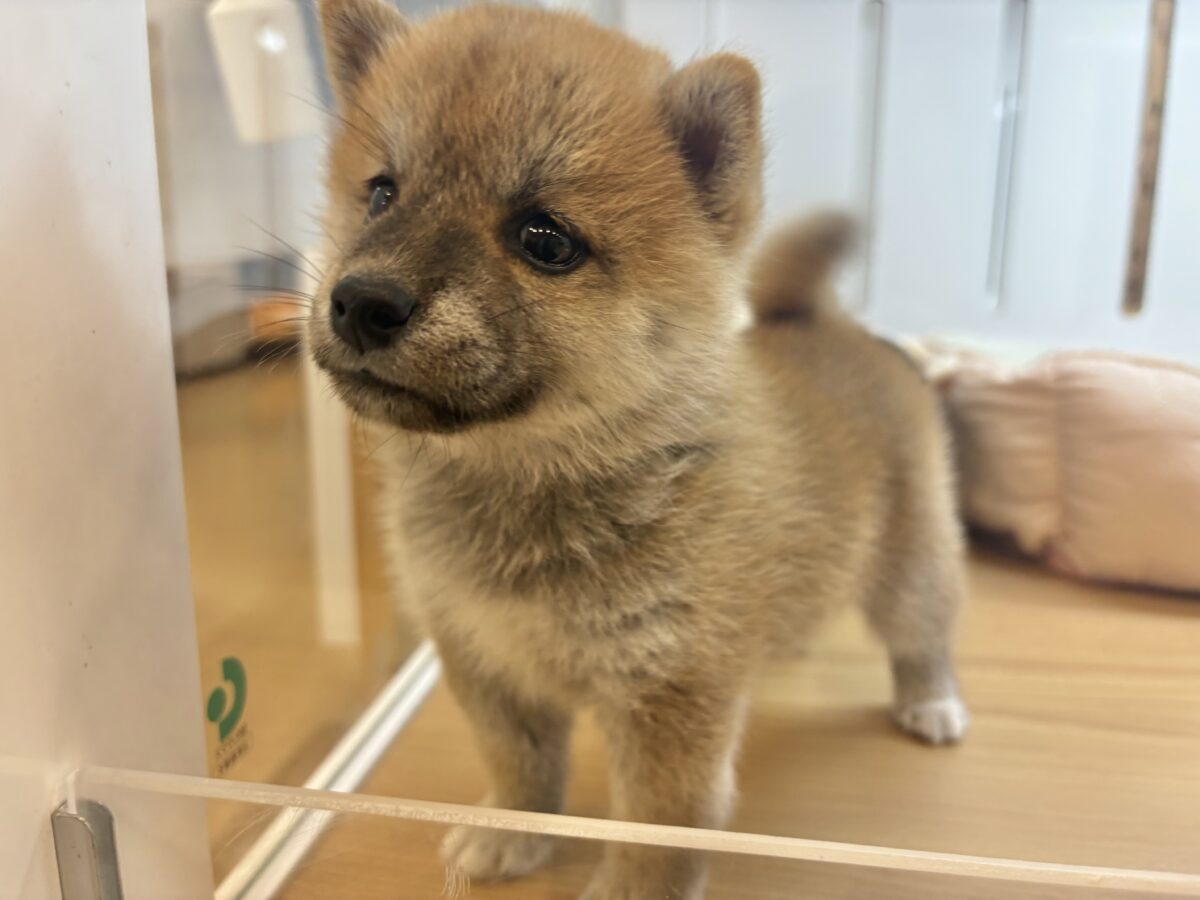 柴犬