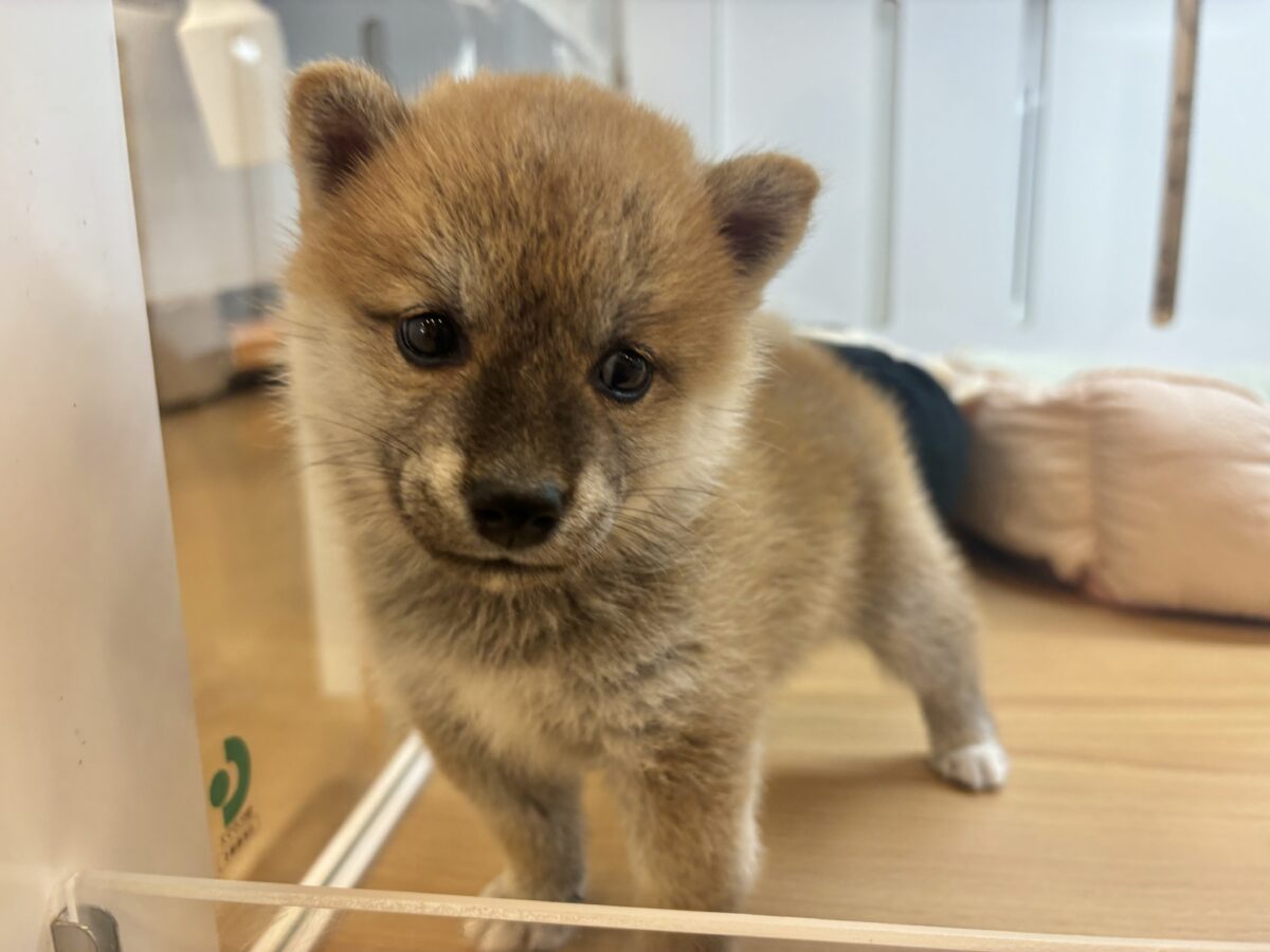 柴犬
