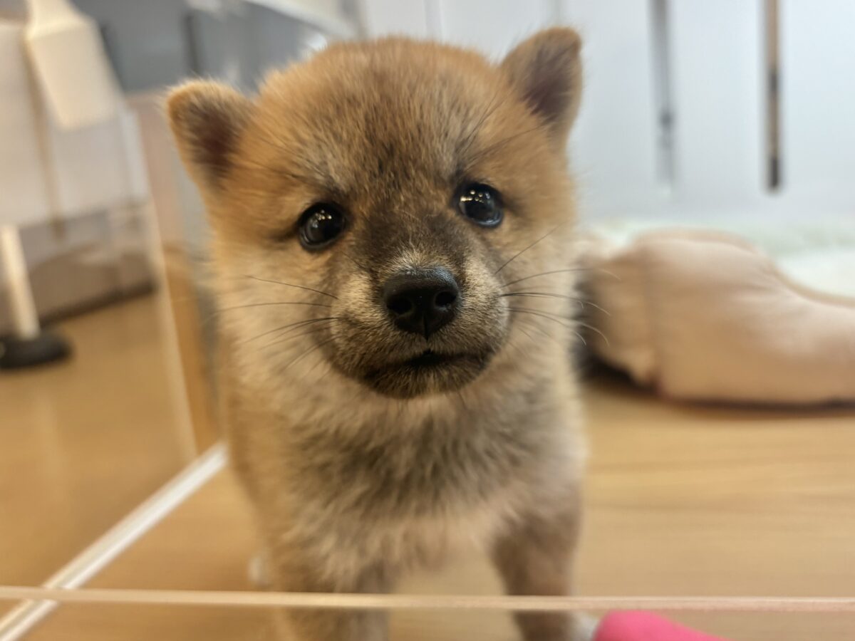 柴犬