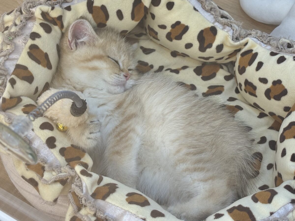 ブリティッシュショートヘア