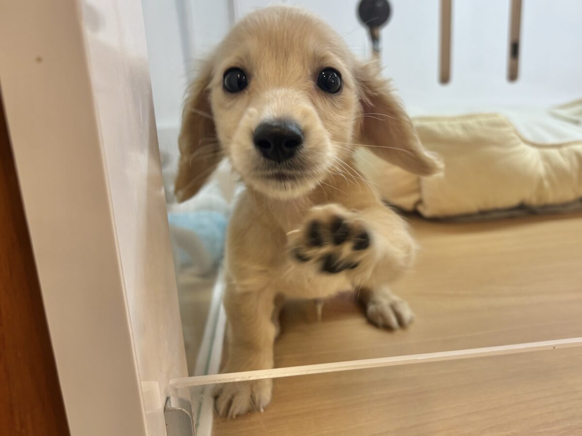 ミニチュアダックス