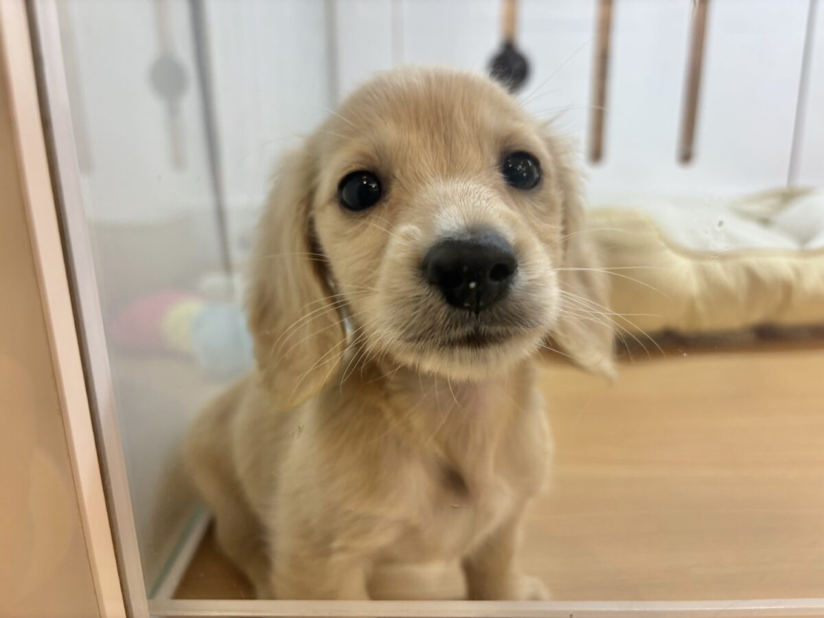 ミニチュアダックス