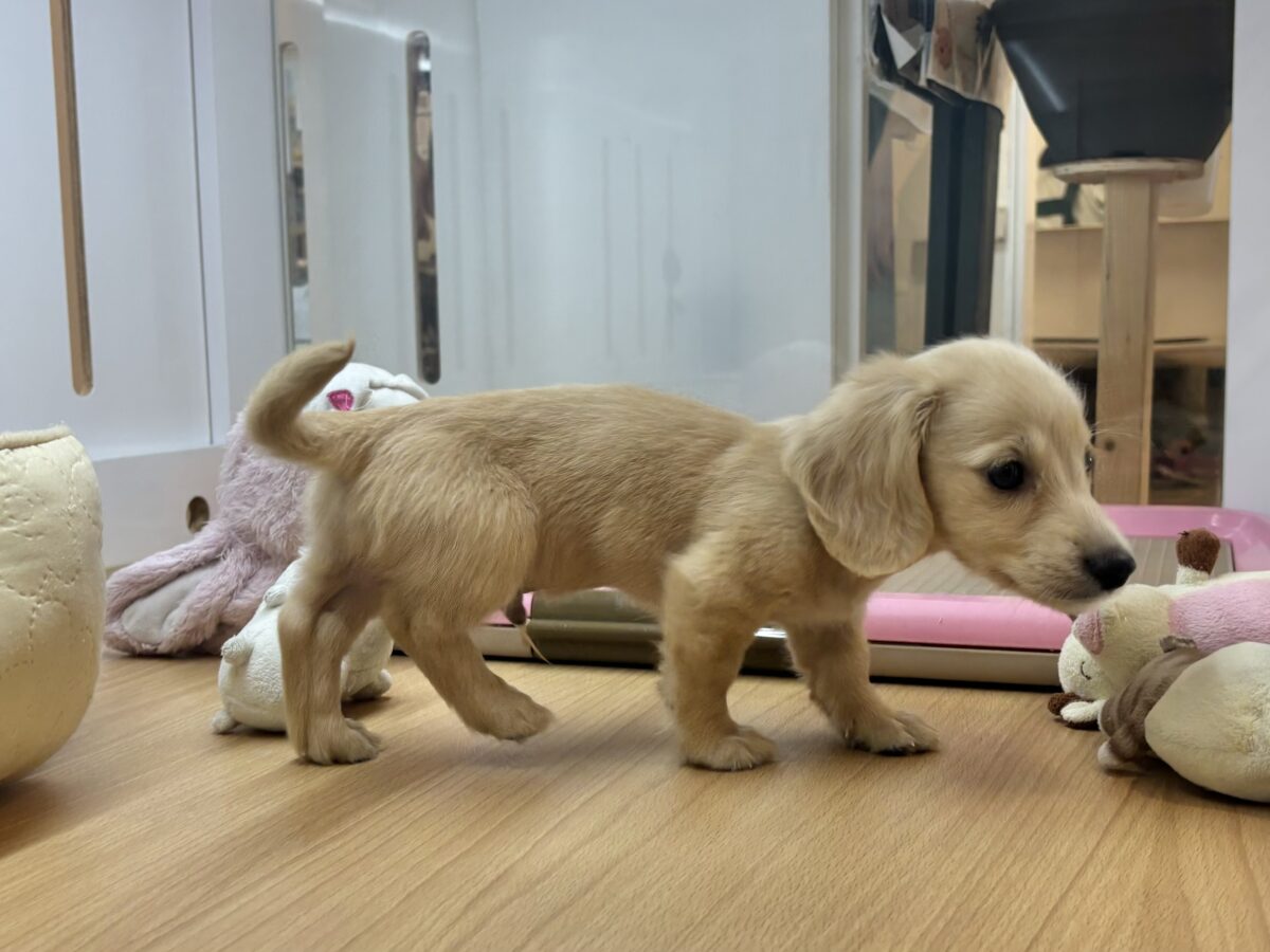 ミニチュアダックス