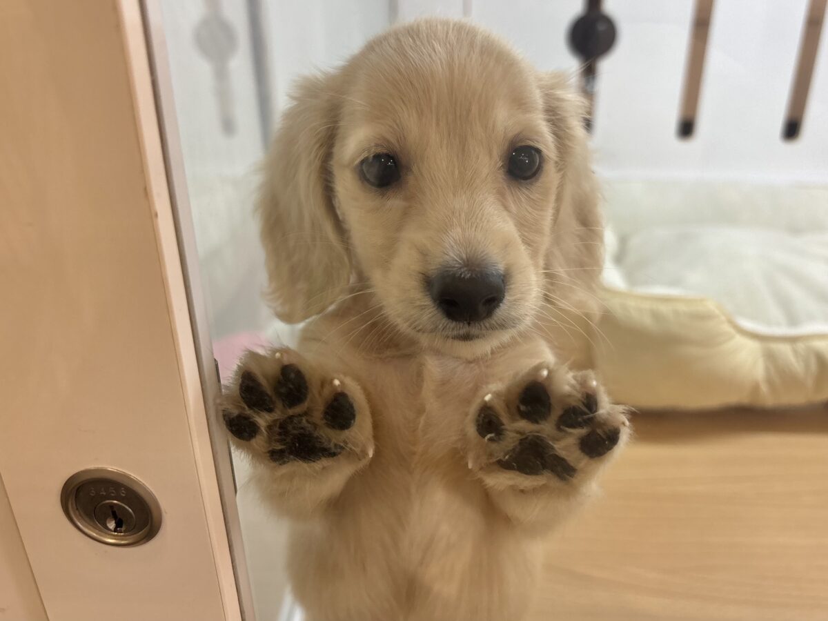 ミニチュアダックス
