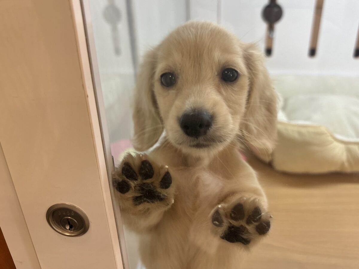 ミニチュアダックス
