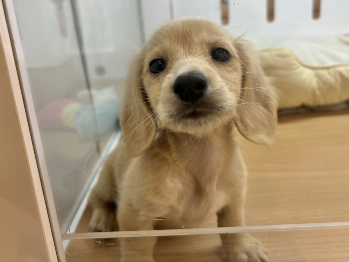 ミニチュアダックス