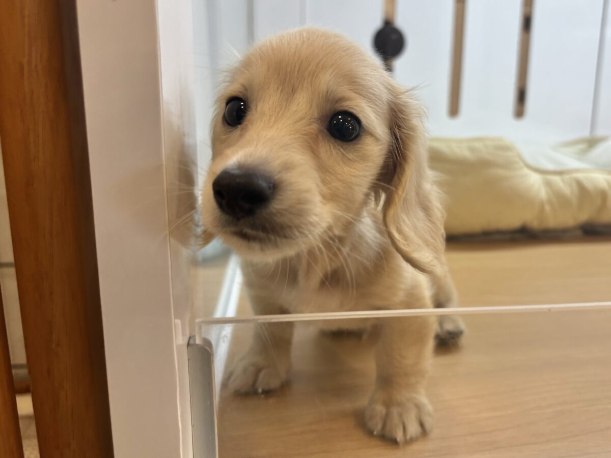 ミニチュアダックス