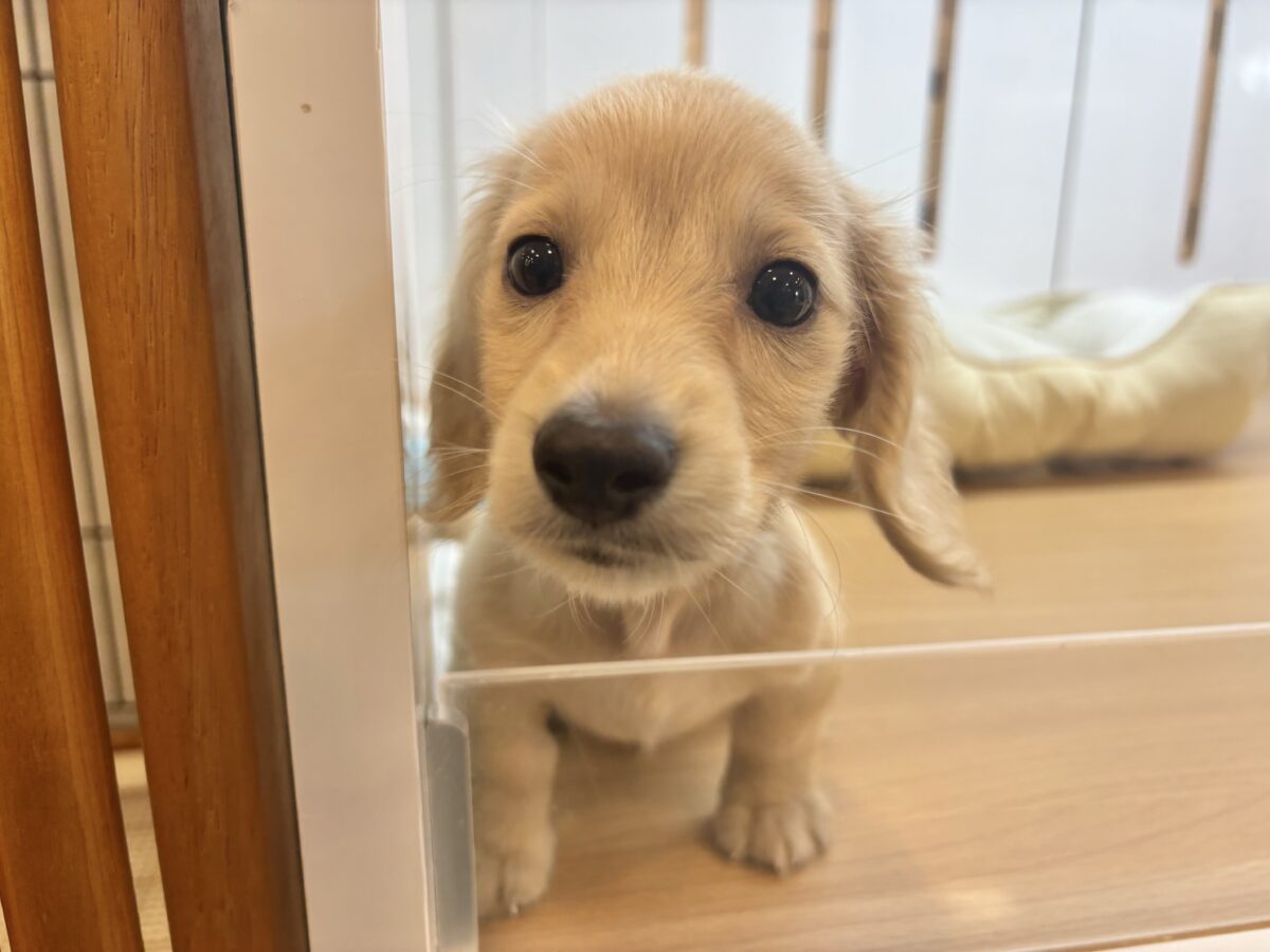 ミニチュアダックス