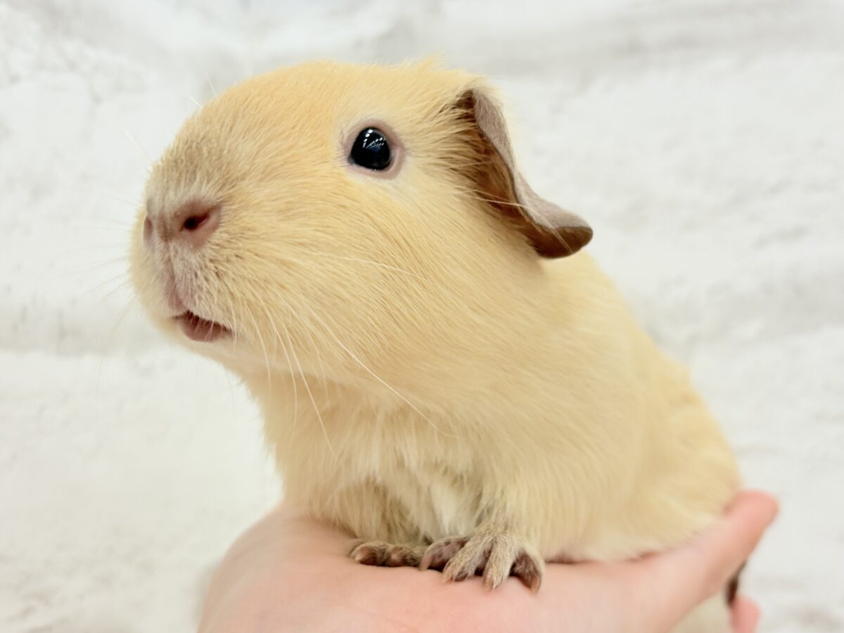 【最新画像更新🪄】ふっくらもちもちパン🥖🐹ロシアンスモークモルモット(女の子)