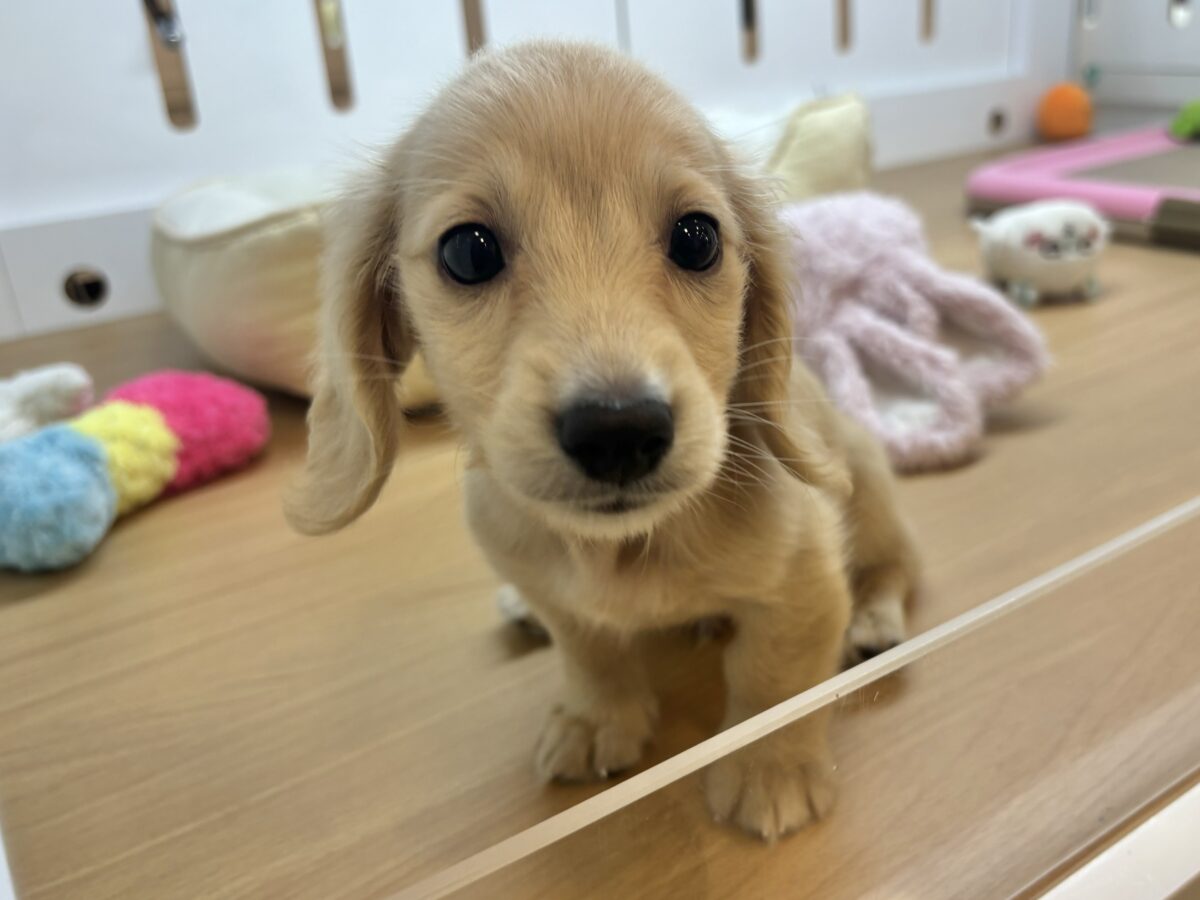 ミニチュアダックス