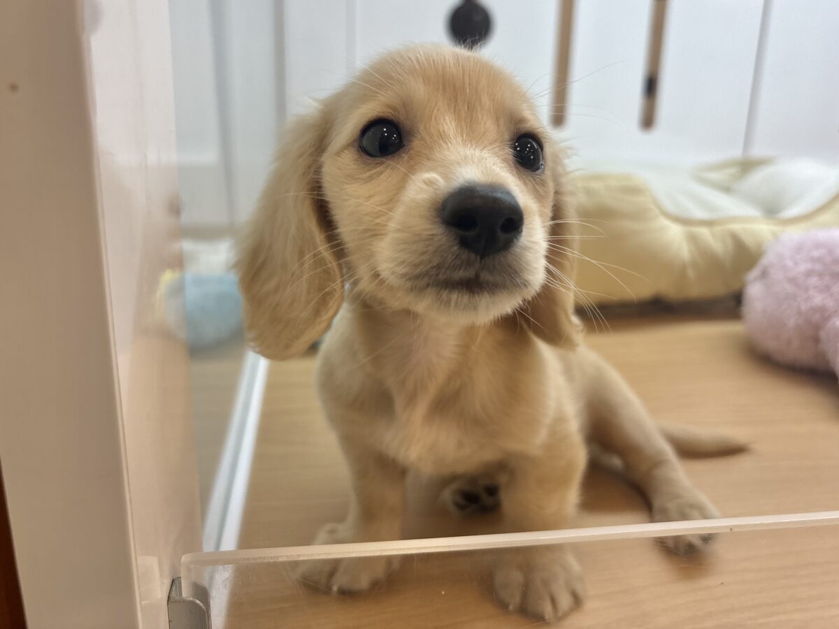 ミニチュアダックス