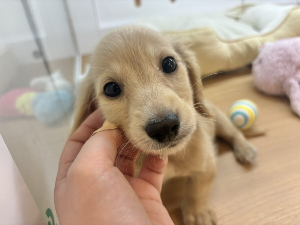 ミニチュアダックス