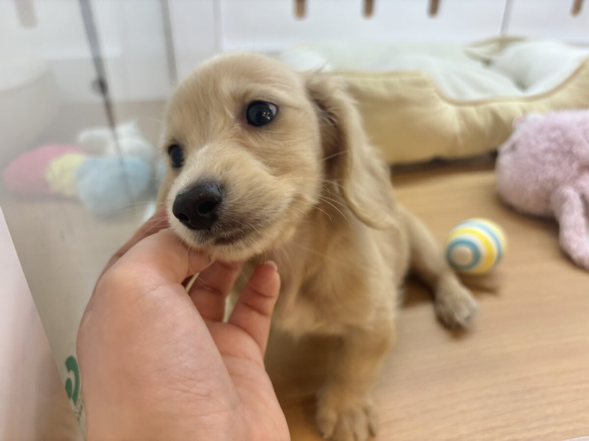 ミニチュアダックス