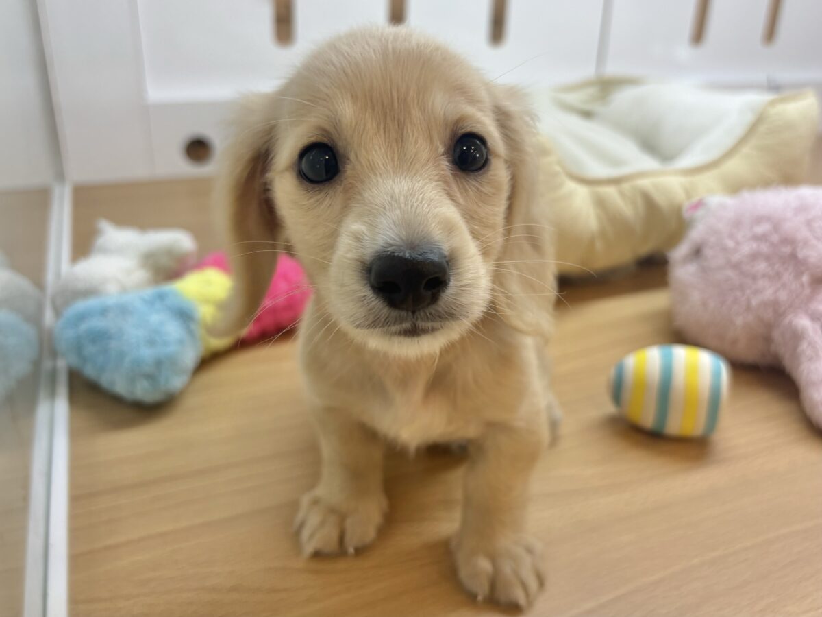 ミニチュアダックス