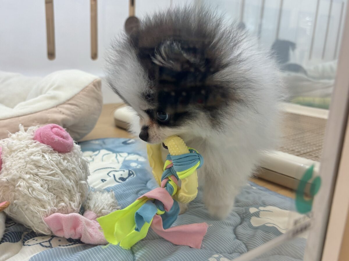 ポメラニアン