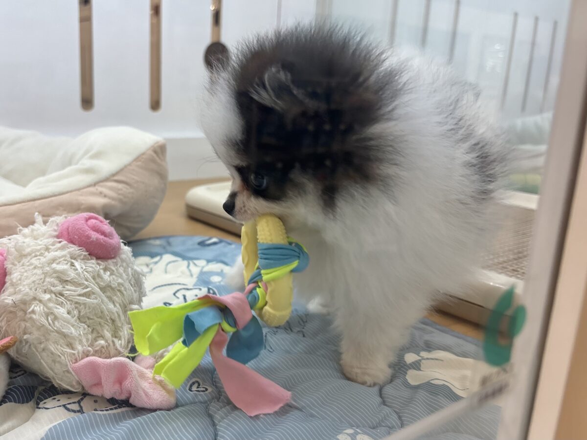 ポメラニアン