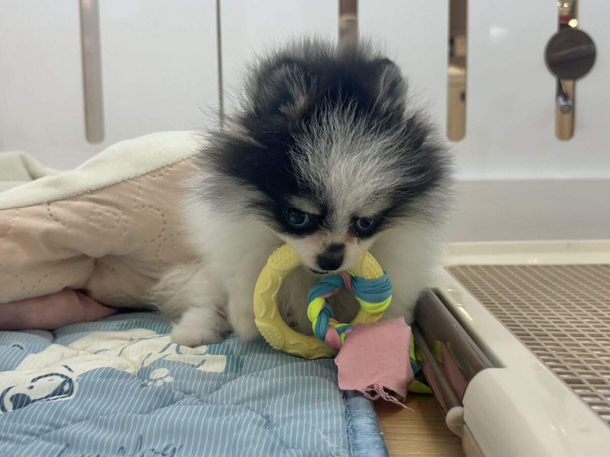ポメラニアン